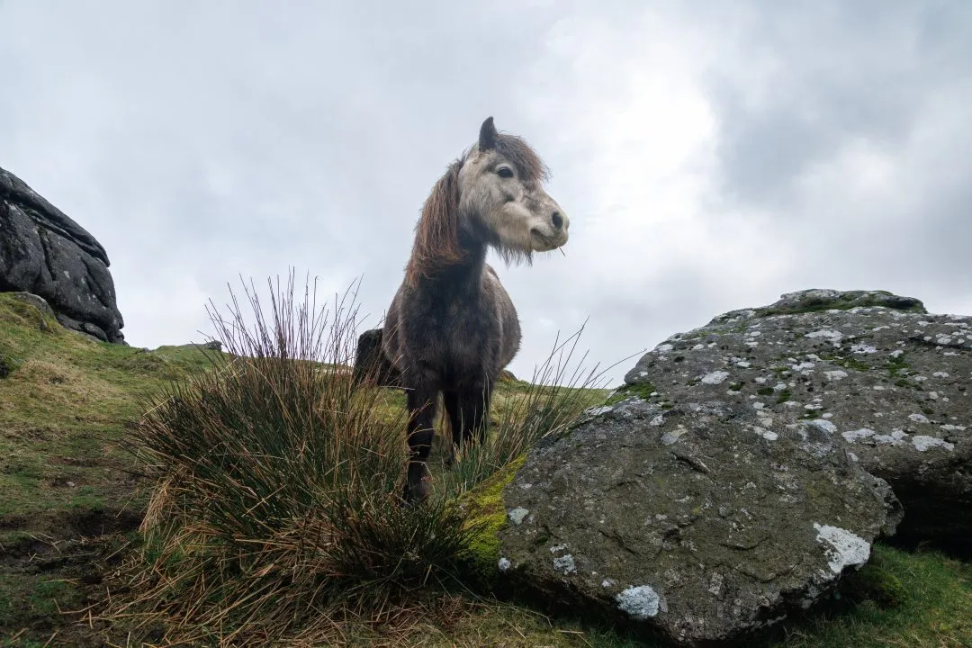 Misty hillside sheep walker, Dartmoor, Devon