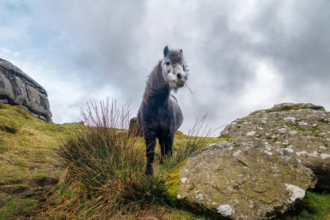 Pony close portrait grass, Dartmoor, Devon