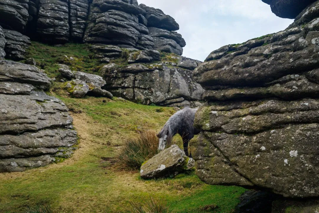Pony grazing among rocks, Dartmoor, Devon