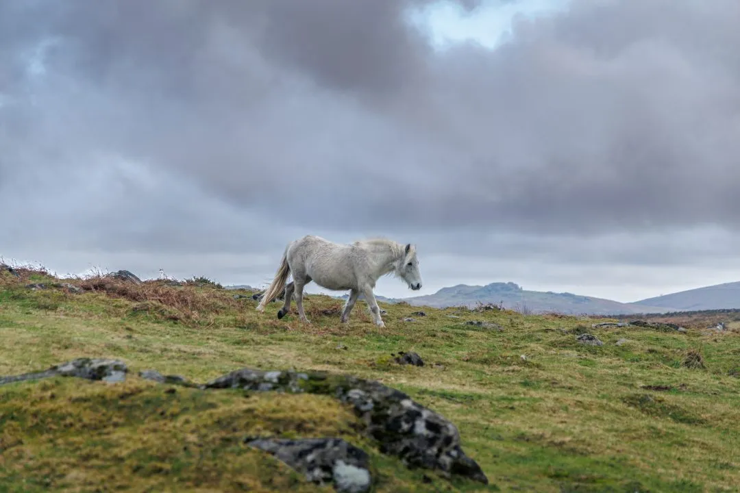 Pony walking moorland landmark, Dartmoor, Devon