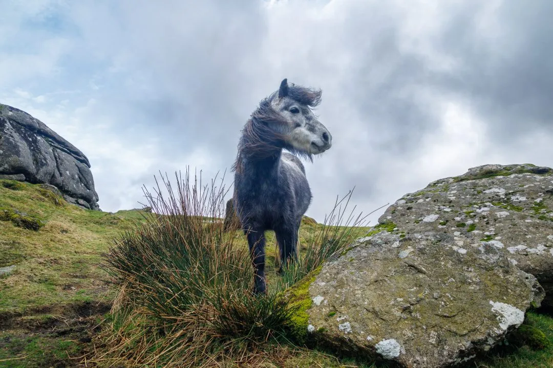 Pony windswept mane portrait, Dartmoor, Devon