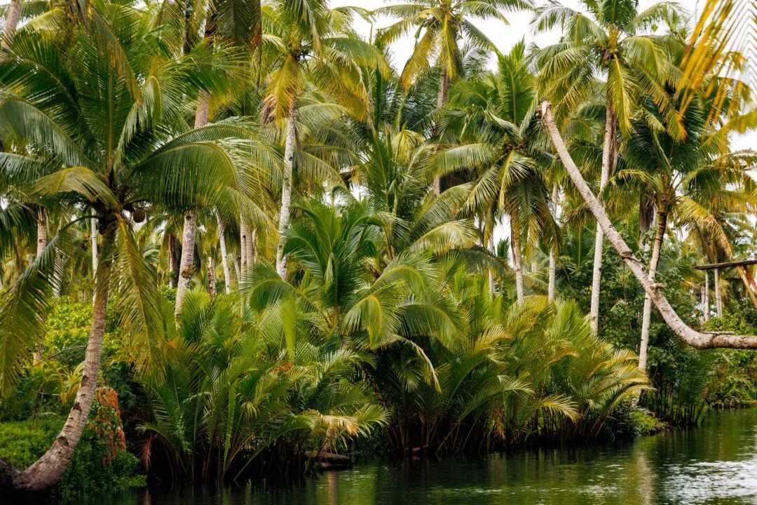 Dense palm canopy green river texture siargao