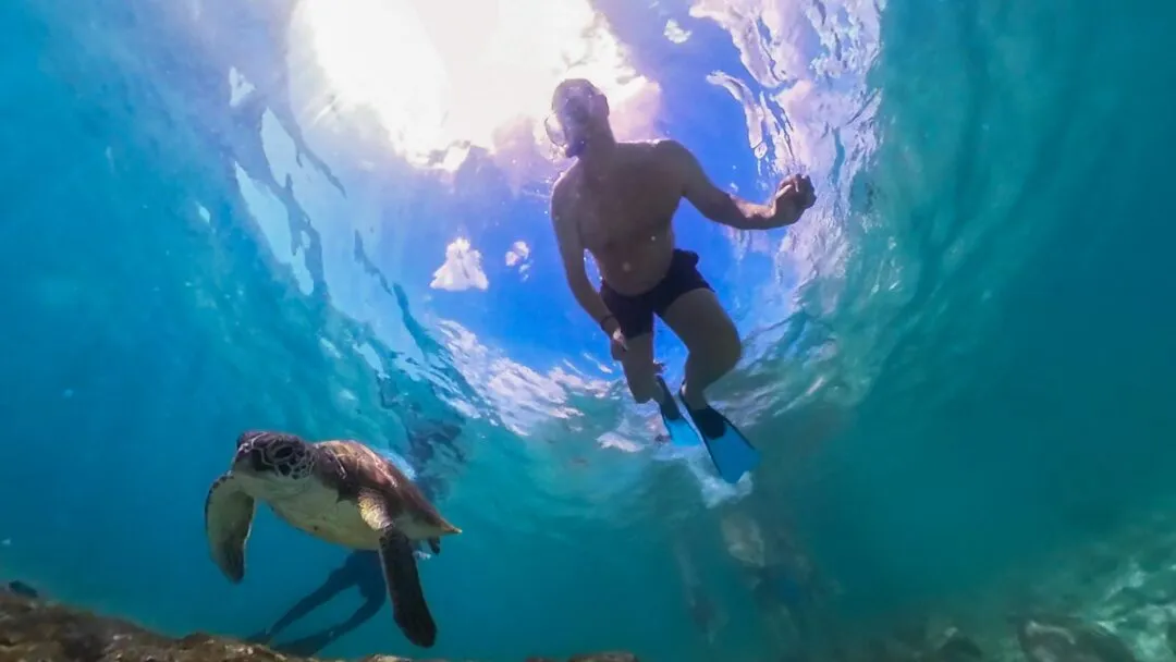 Diver descending turtle rising cebu
