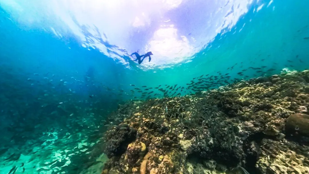 Diver swimming through sardine bait ball cebu