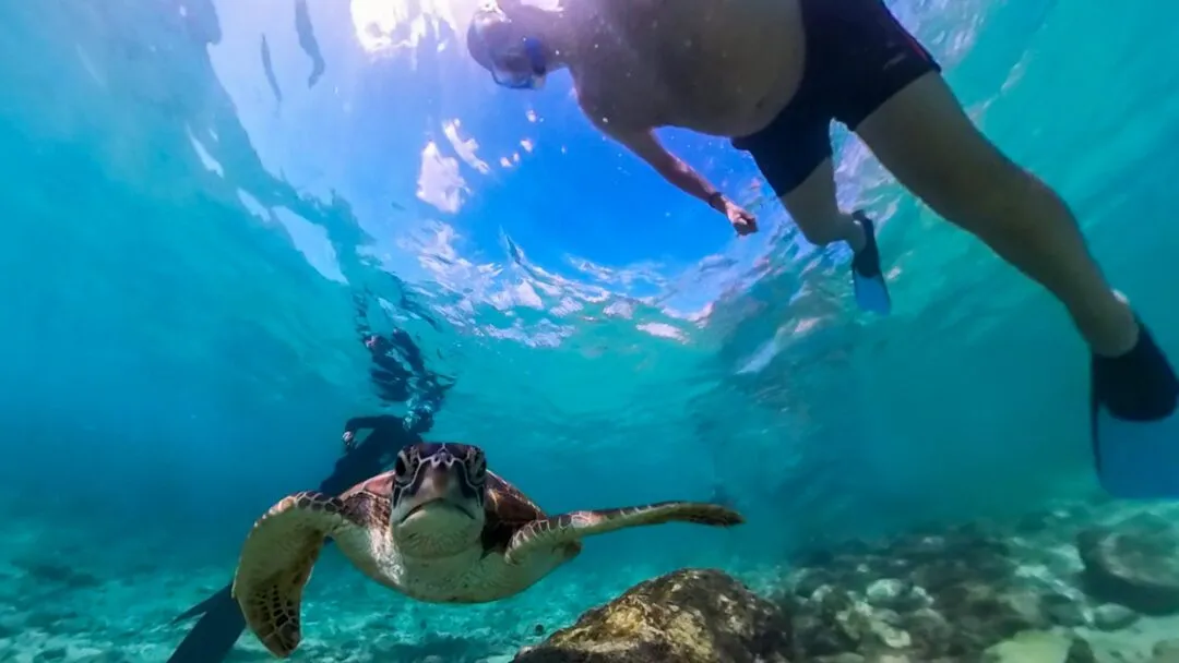 Diver turtle close together intimate cebu