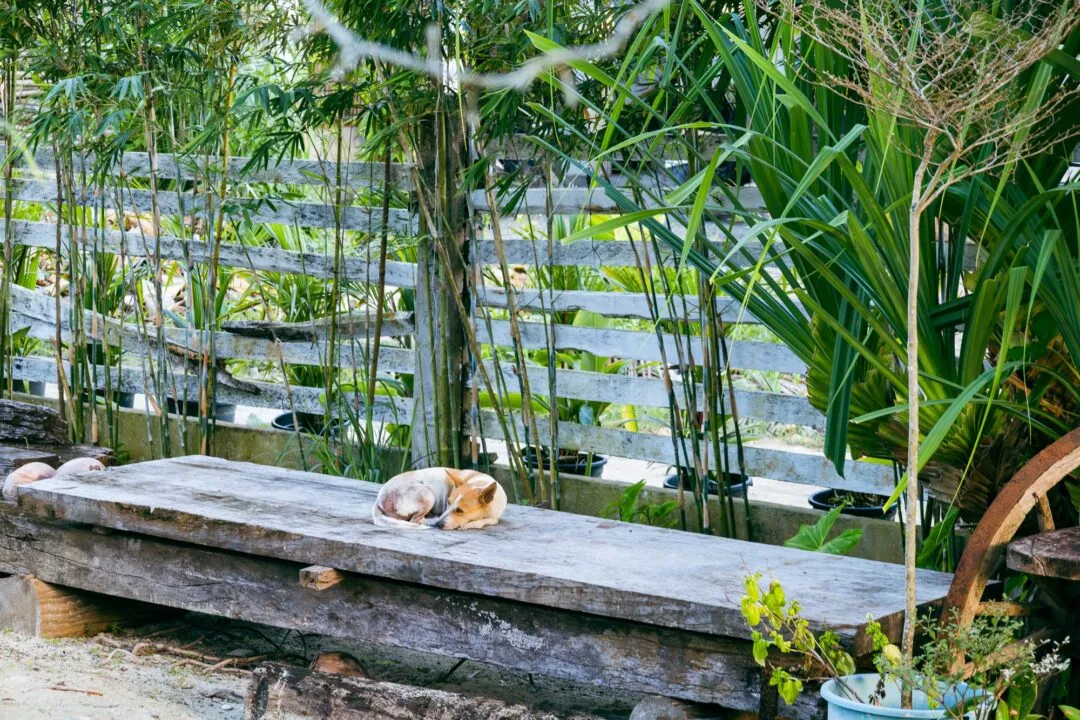 Dog dozing bamboo fenced garden siargao