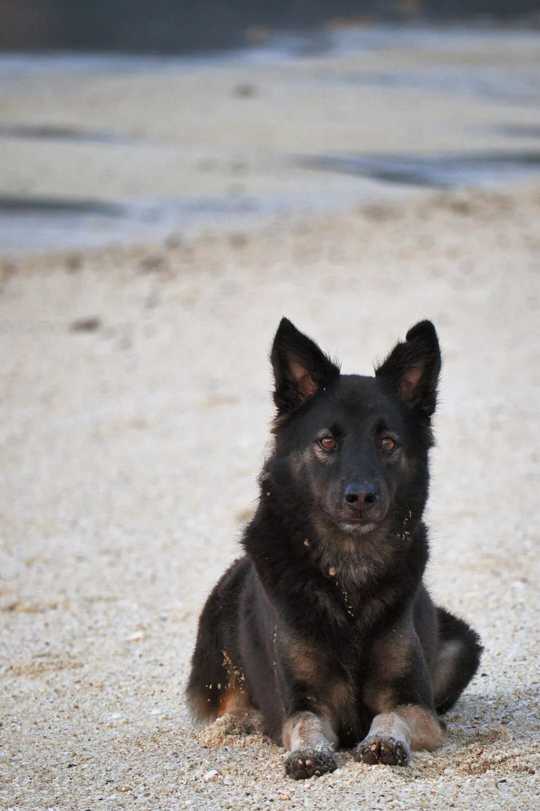 A dog resting on a sandy beach in Thailand, looking directly at the camera.