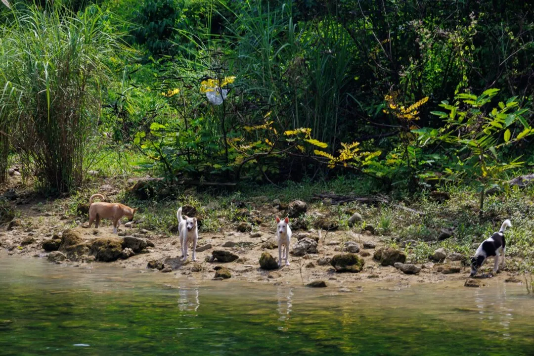 Dogs at waters edge bohol
