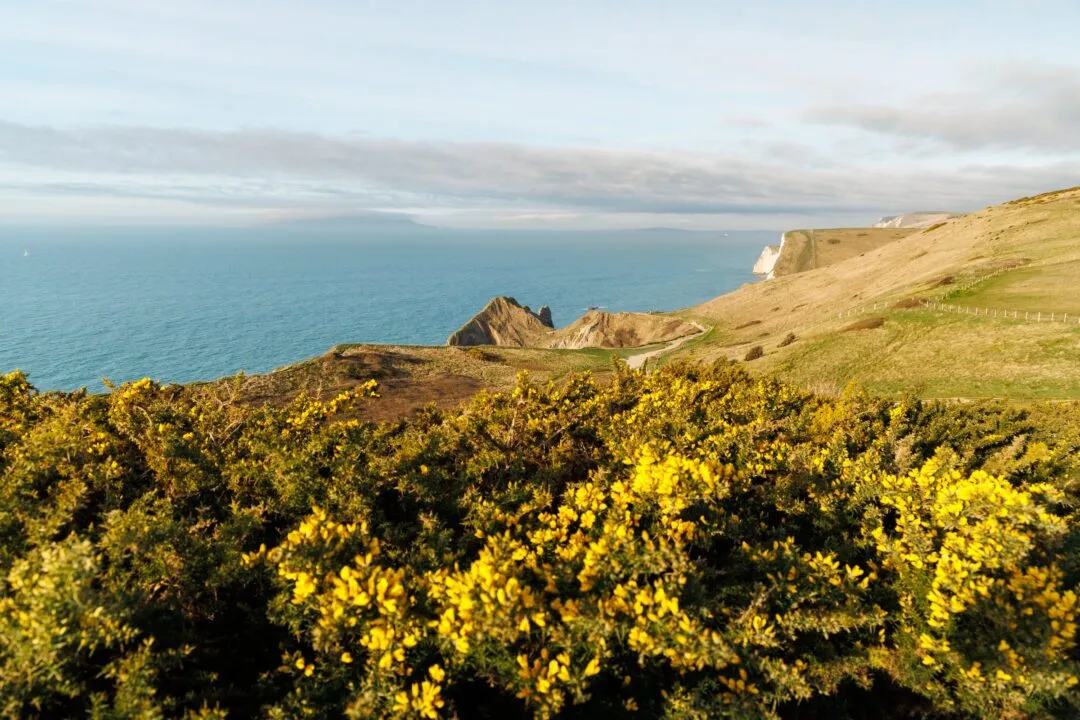 Durdle door gorse coast