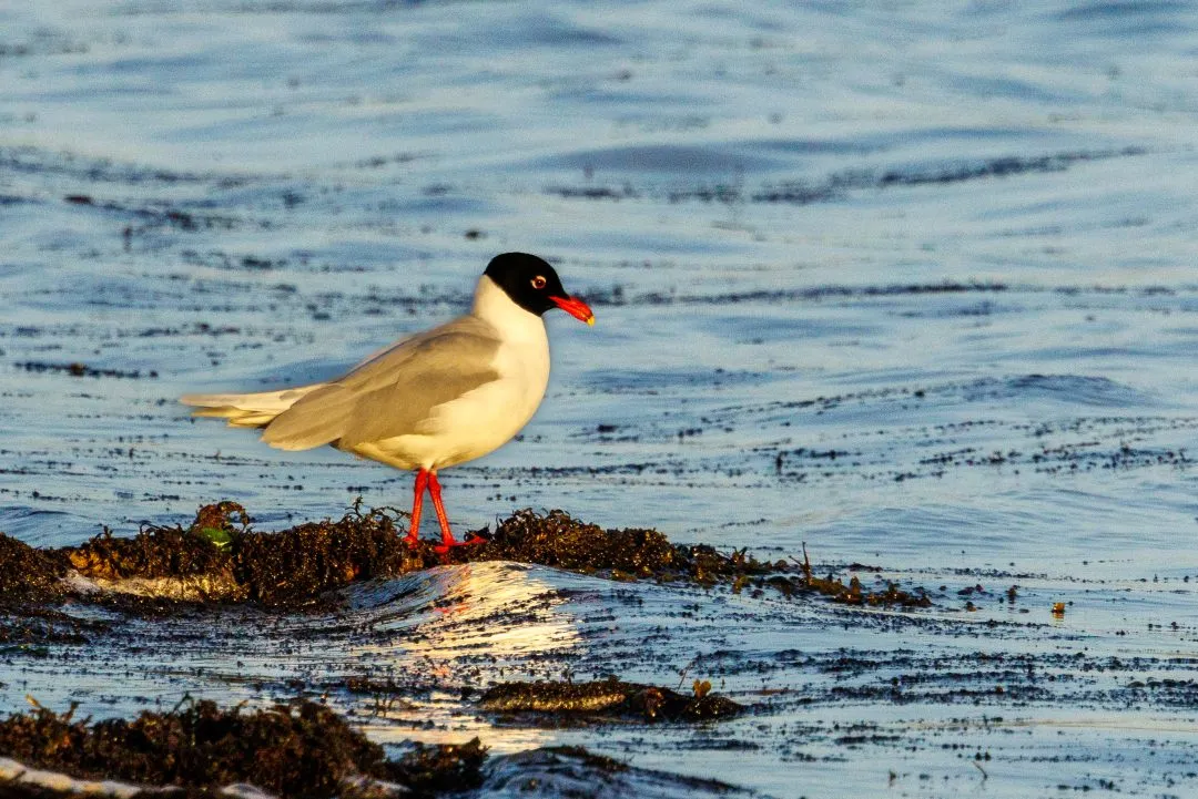 Mediterranean gulls seaweed, Eastney