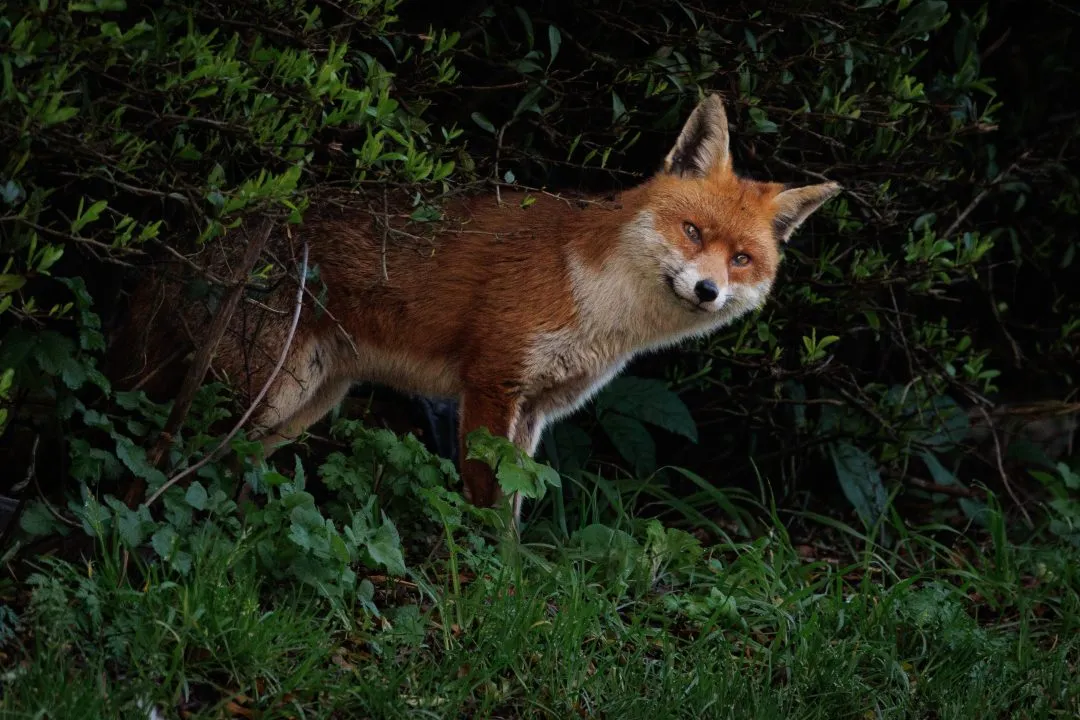 Red fox peeking bush, Eastney
