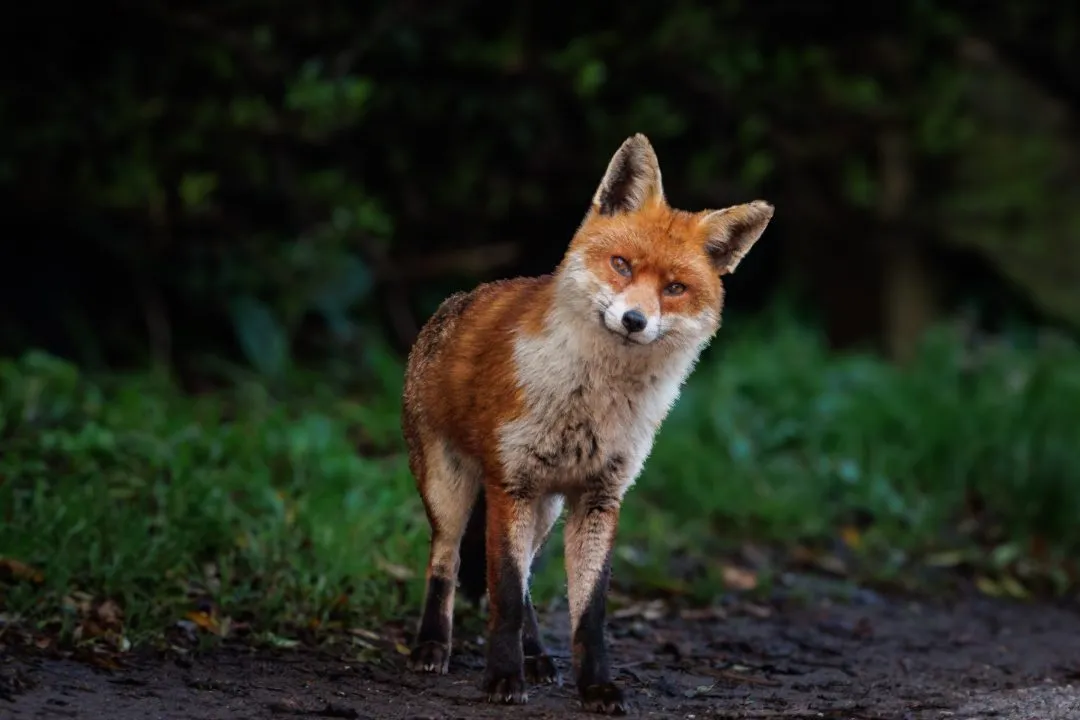 Red fox portrait, Eastney