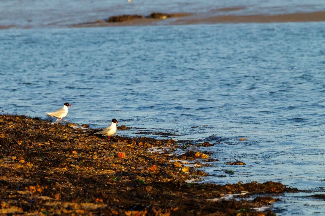 Terns rocky shore, Eastney