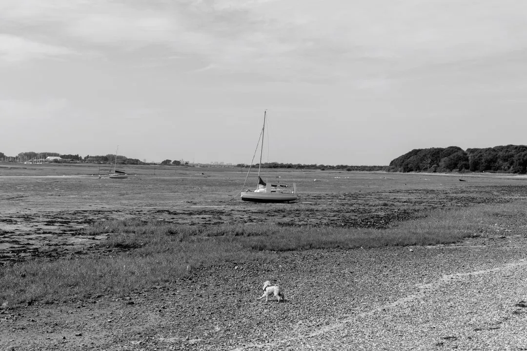 Dog mudflats black white, Emsworth