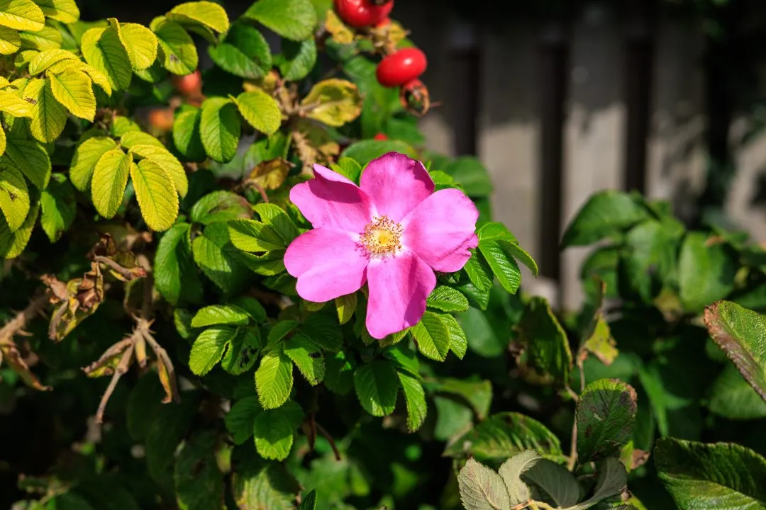Dog rose flower macro, Emsworth