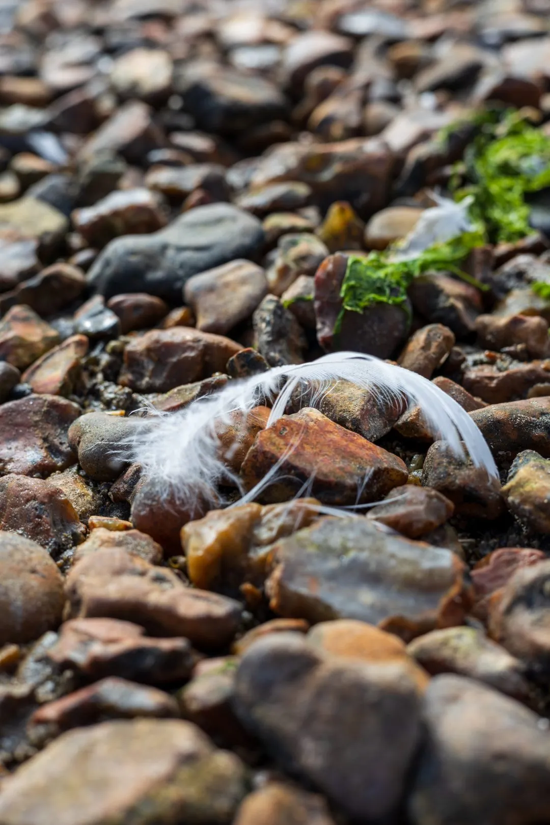 Feather macro pebbles, Emsworth