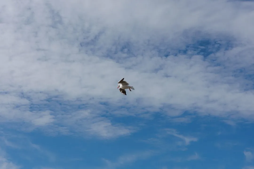 Gull against clouds, Emsworth