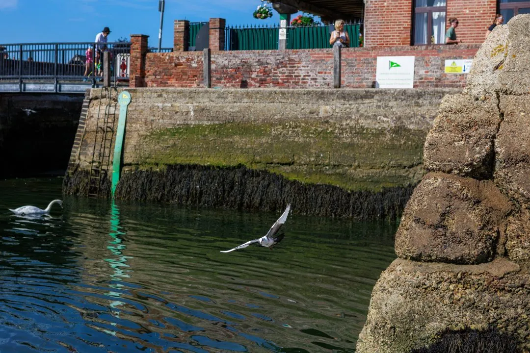 Gull flying sea wall, Emsworth
