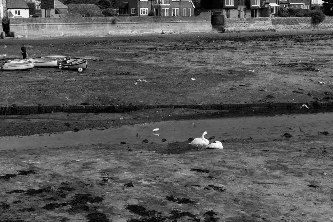 Mudflats swans gulls black white, Emsworth