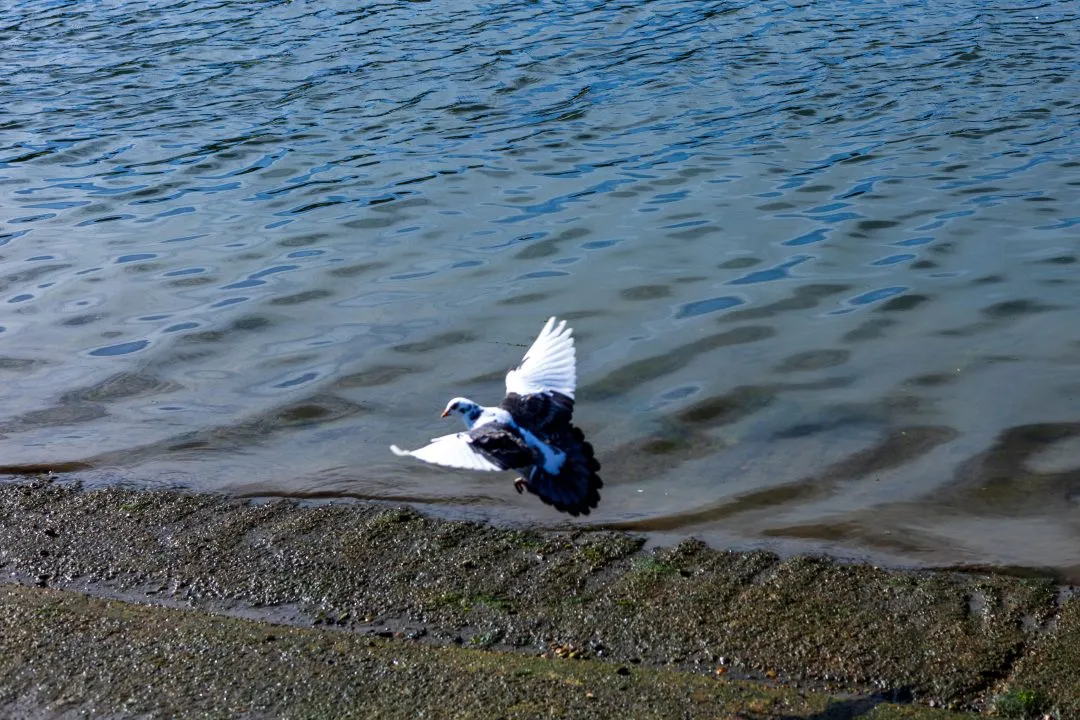 Pigeon landing action, Emsworth