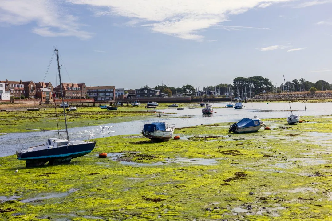 Sailboat green algae flats, Emsworth