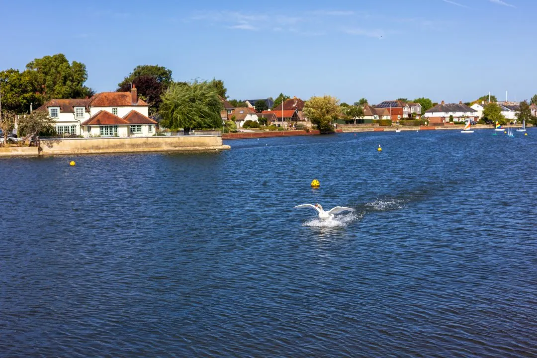 Swan landing splash, Emsworth
