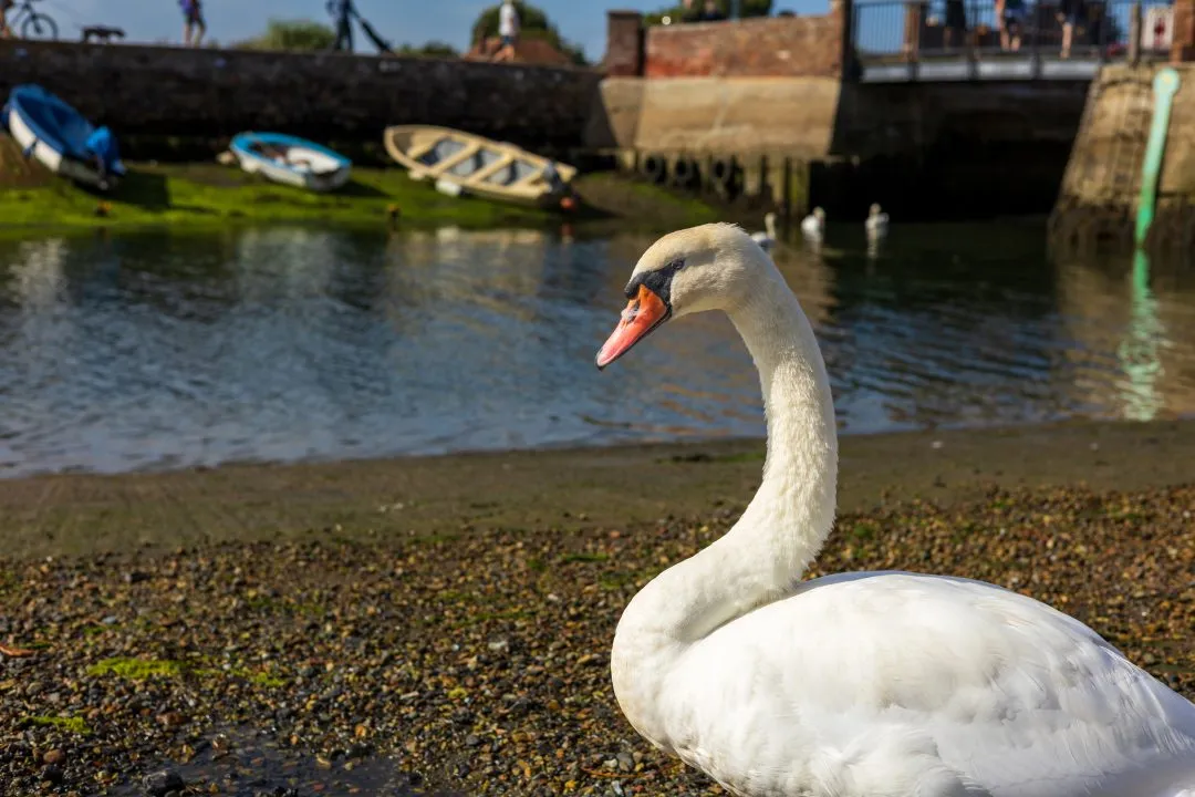 Swan portrait, Emsworth