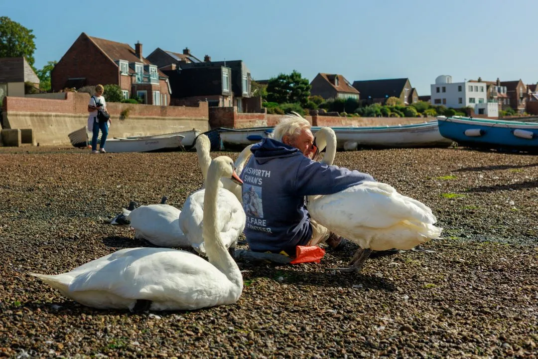 Swan welfare volunteer, Emsworth