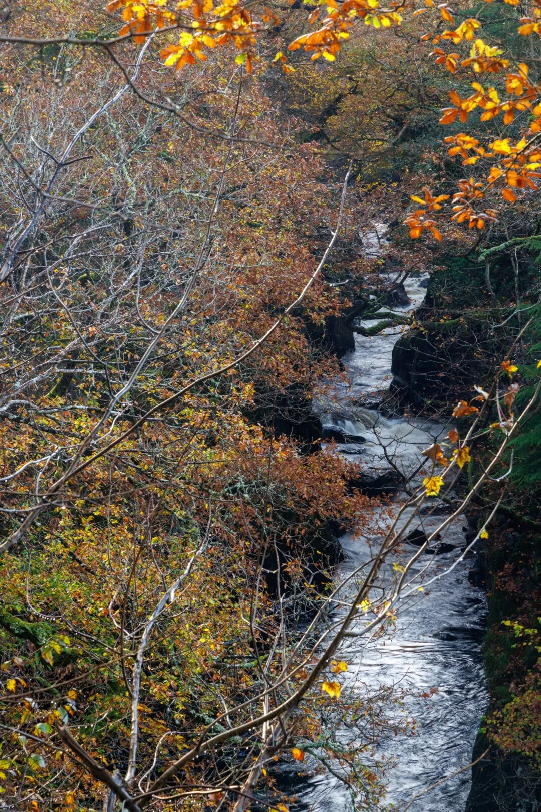 Fairy glen autumn canopy stream
