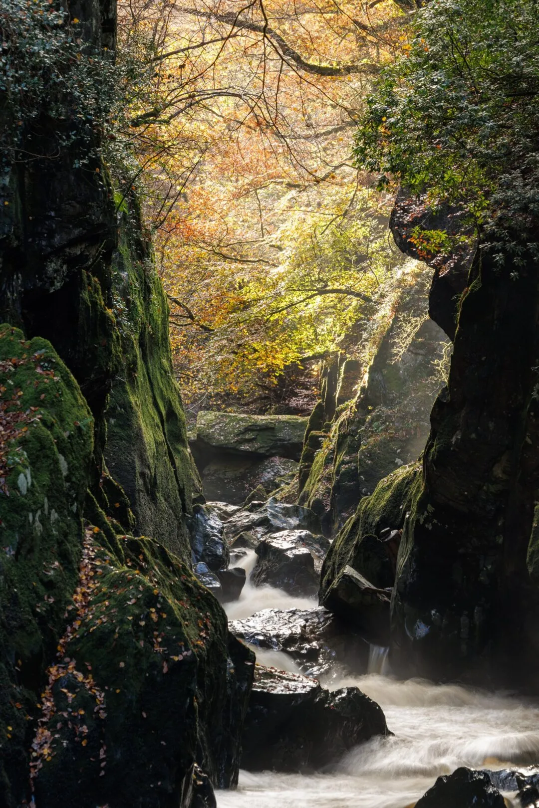 Fairy glen golden canopy light