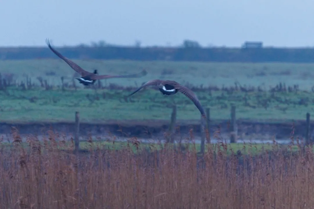 Canada geese flight, Farlington Marshes