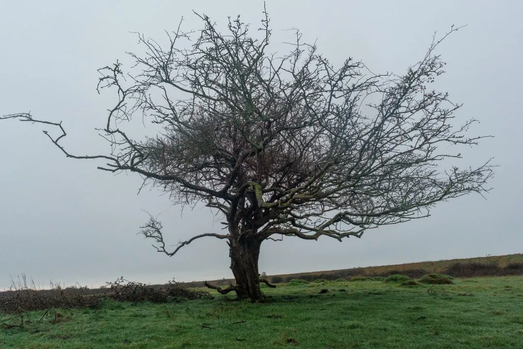 Gnarled lone tree, Farlington Marshes