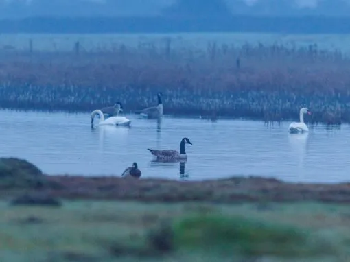 Farlington Marshes Photography