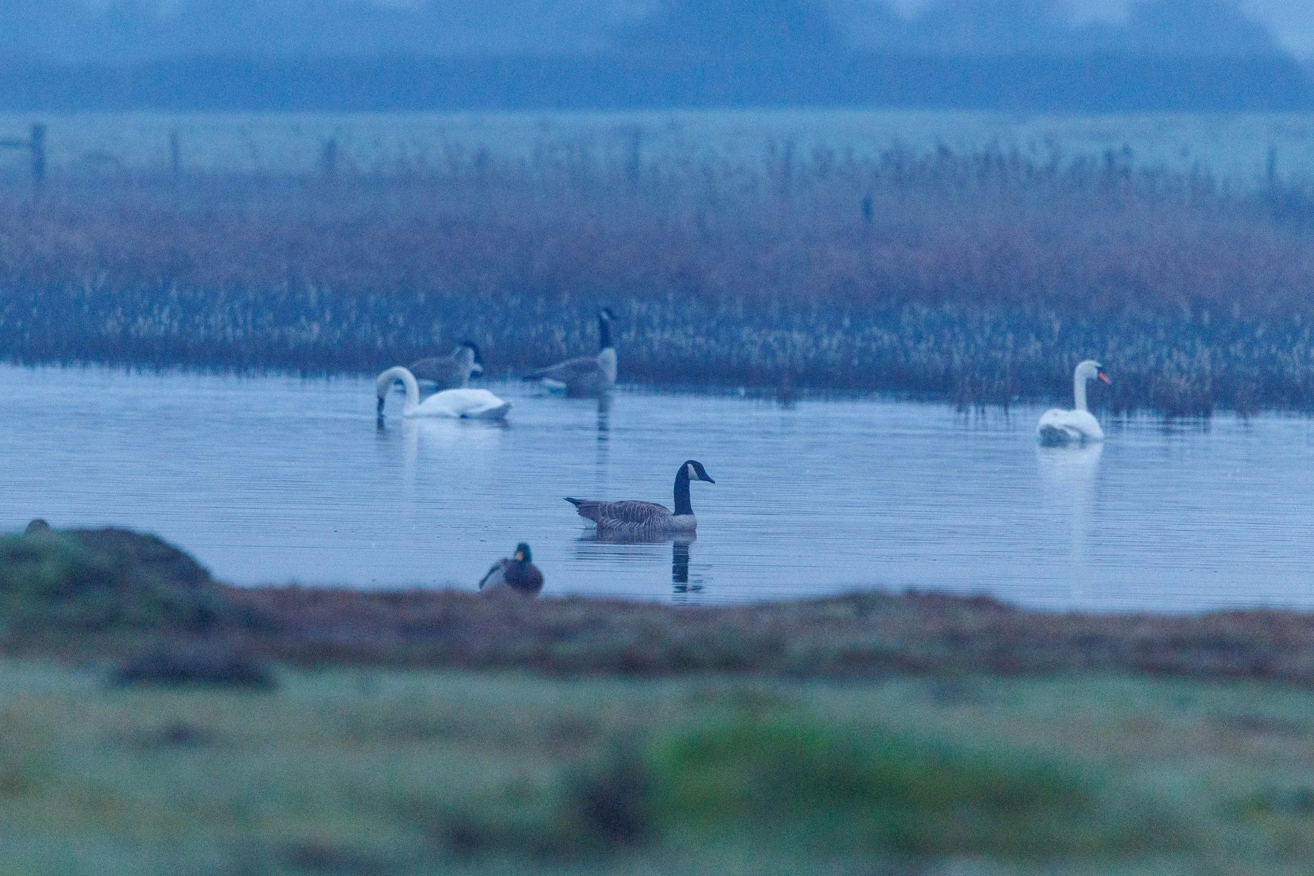 Swans geese dusk lake, Farlington Marshes