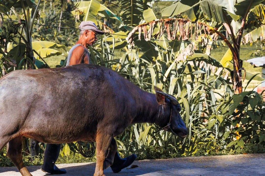 Farmer carabao dappled banana leaf light siargao
