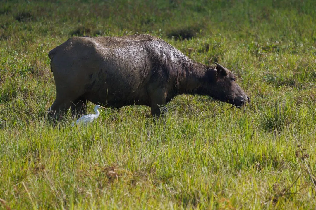Farmer leading carabao siargao