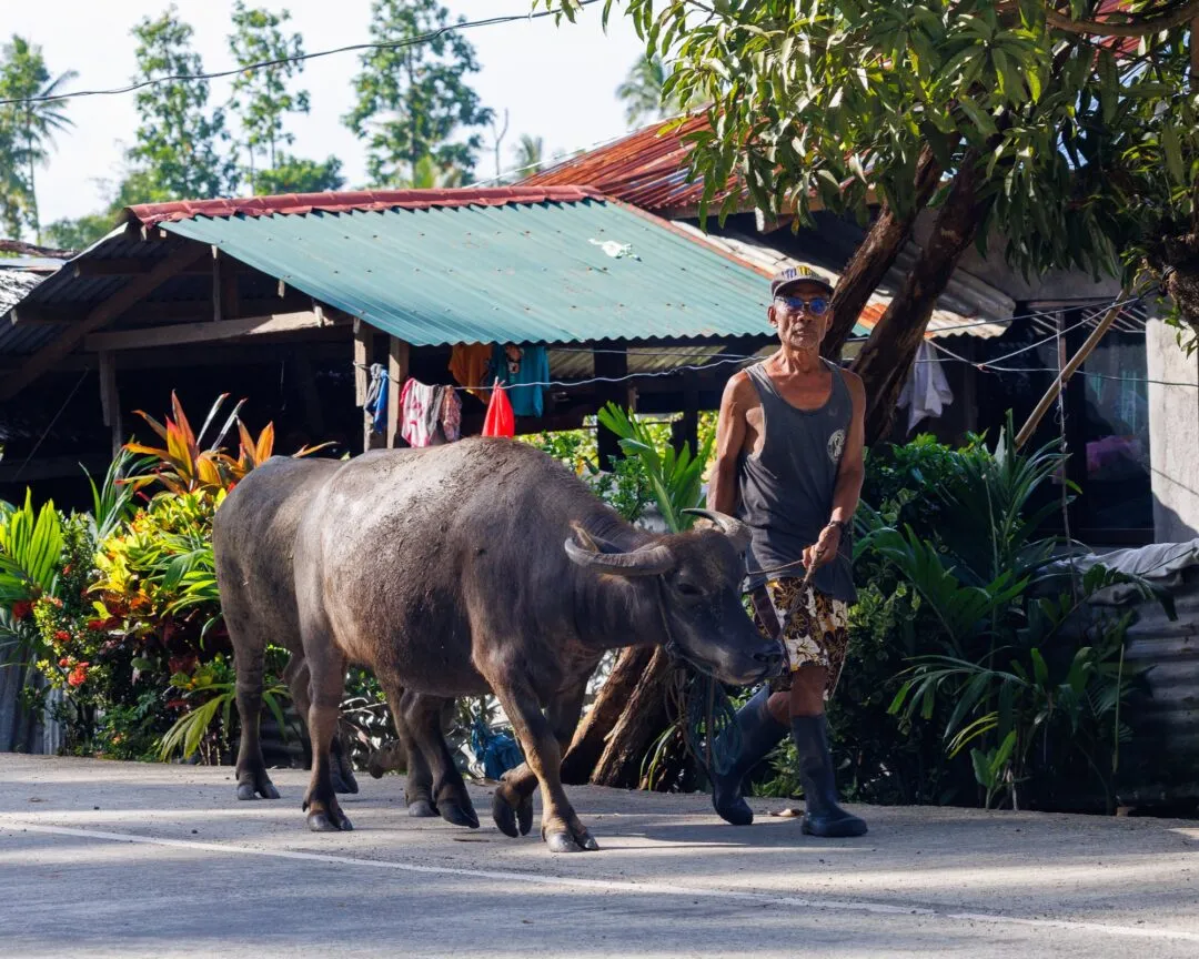 Farmer two carabao colourful houses siargao