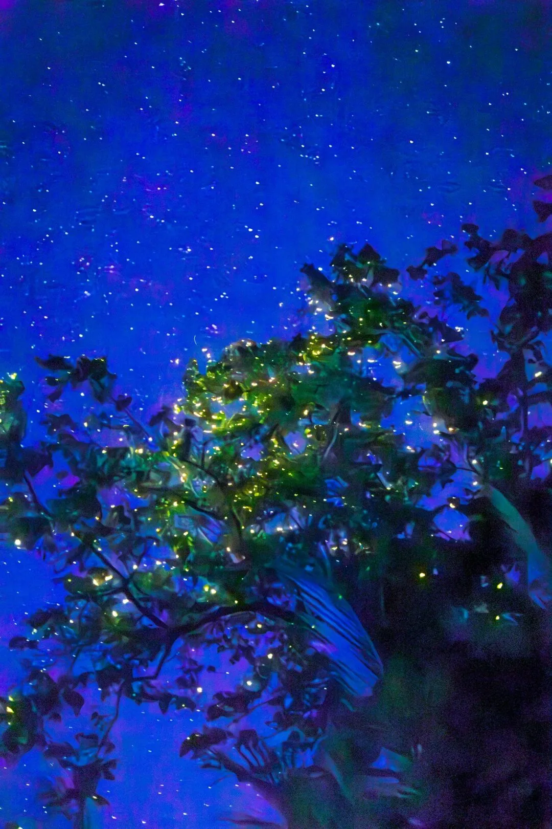 Firefly dense tree blue backdrop bohol