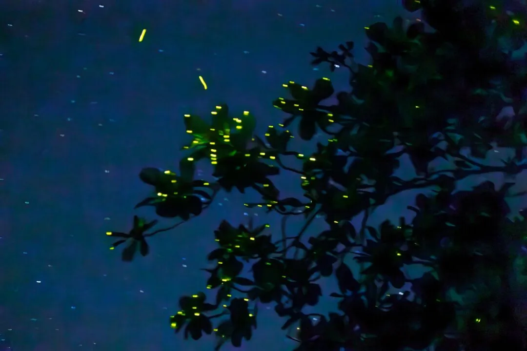 Firefly lit tree dusk sky light trails bohol