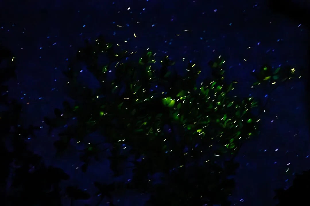 Firefly trails swirling tree bohol