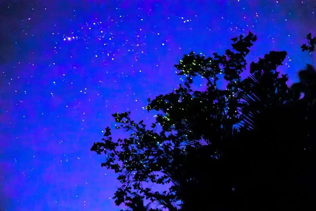 Firefly tree foliage glow bohol