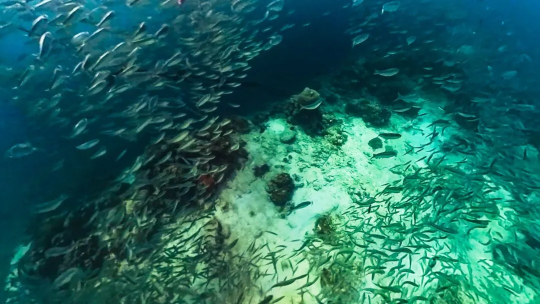 Fish school texture ray cebu