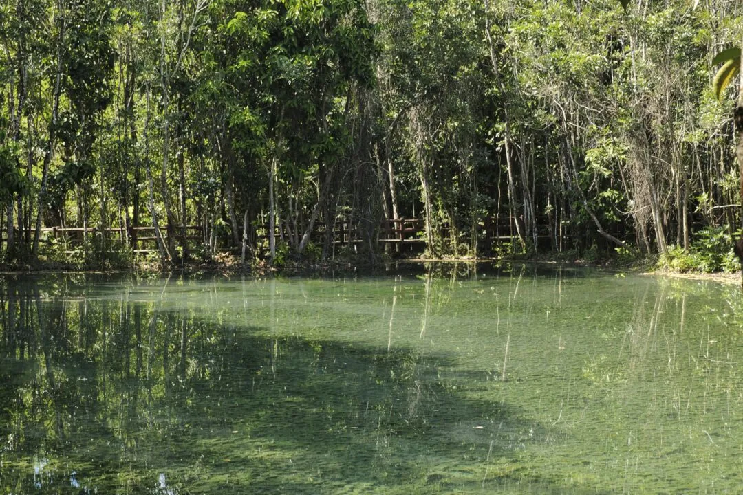 A still forest pond reflecting the tree canopy, with a rustic boardwalk fence, Thailand.