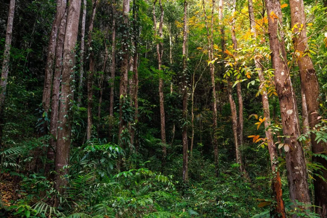 Forest trunk path bohol