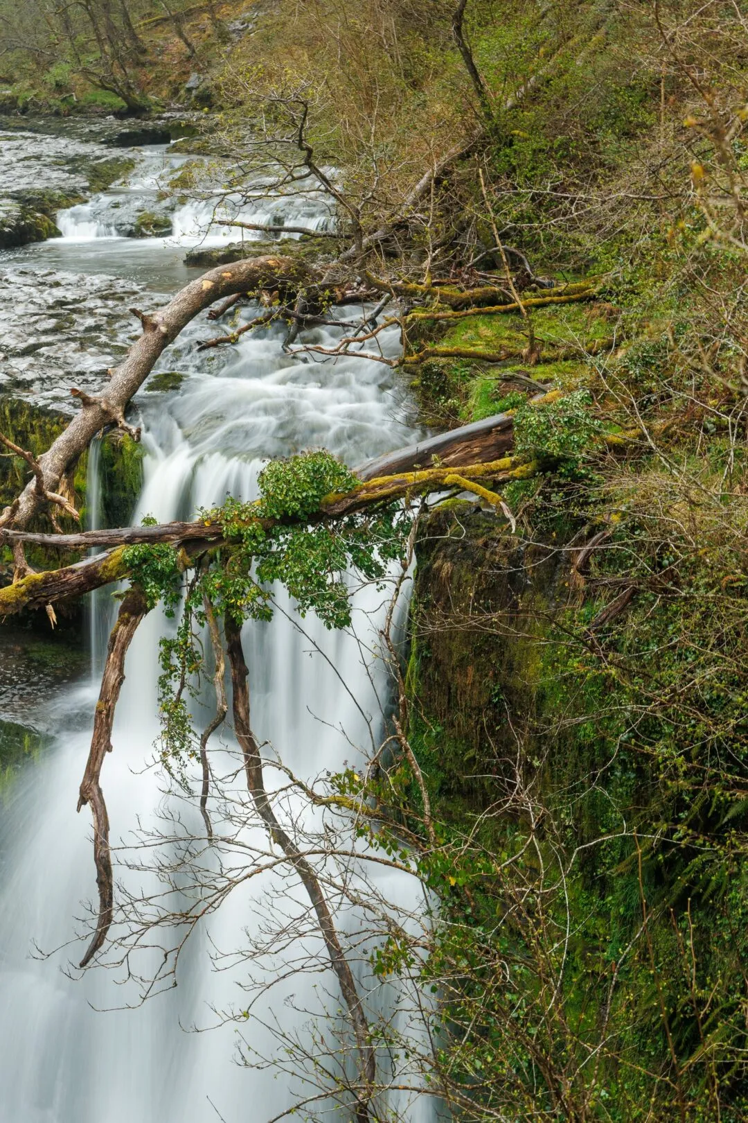 Four waterfalls fallen branch detail