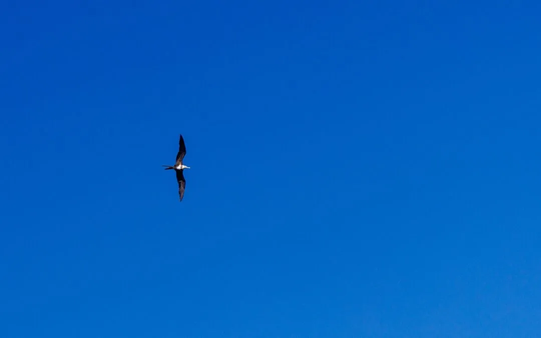 Frigatebird silhouette blue sky El Nido