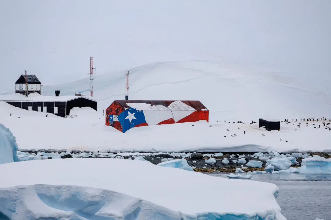 Gentoo penguin colony spread across the snow beside a red white and blue Chilean-flag-painted refuge hut with icebergs in the water below, Antarctica