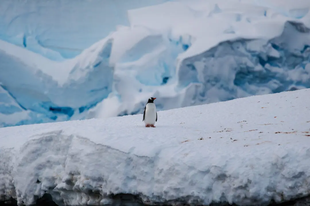 Single gentoo penguin small against a wall of blue glacier ice, Antarctica