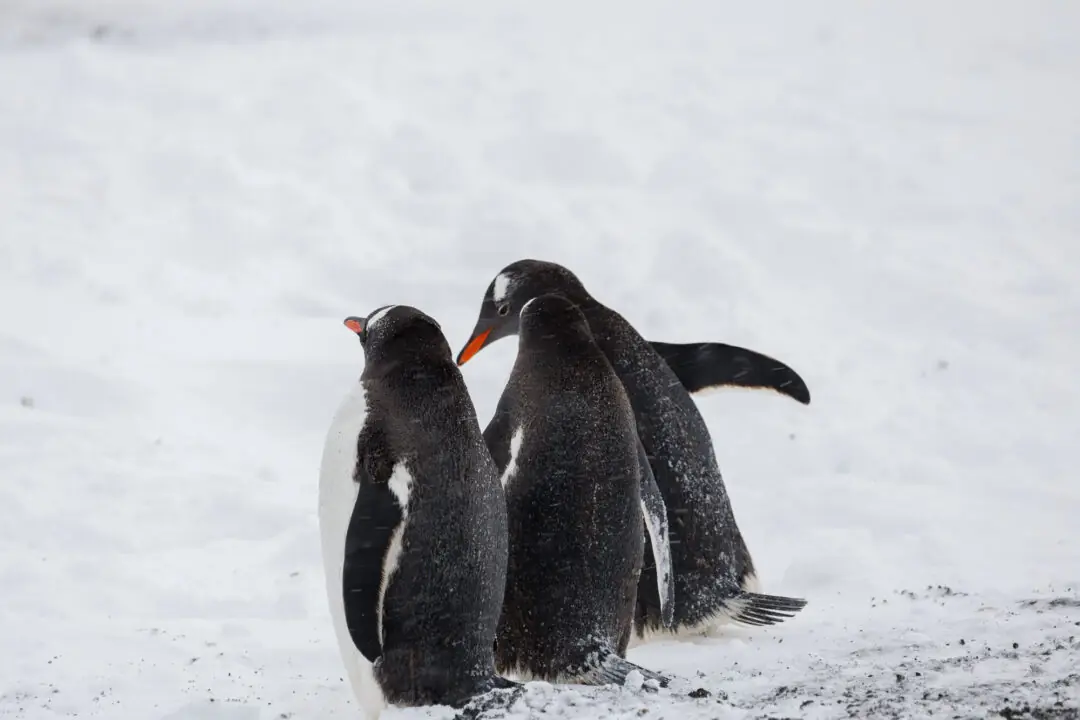 Single gentoo penguin mid-stride in clean profile, Antarctica