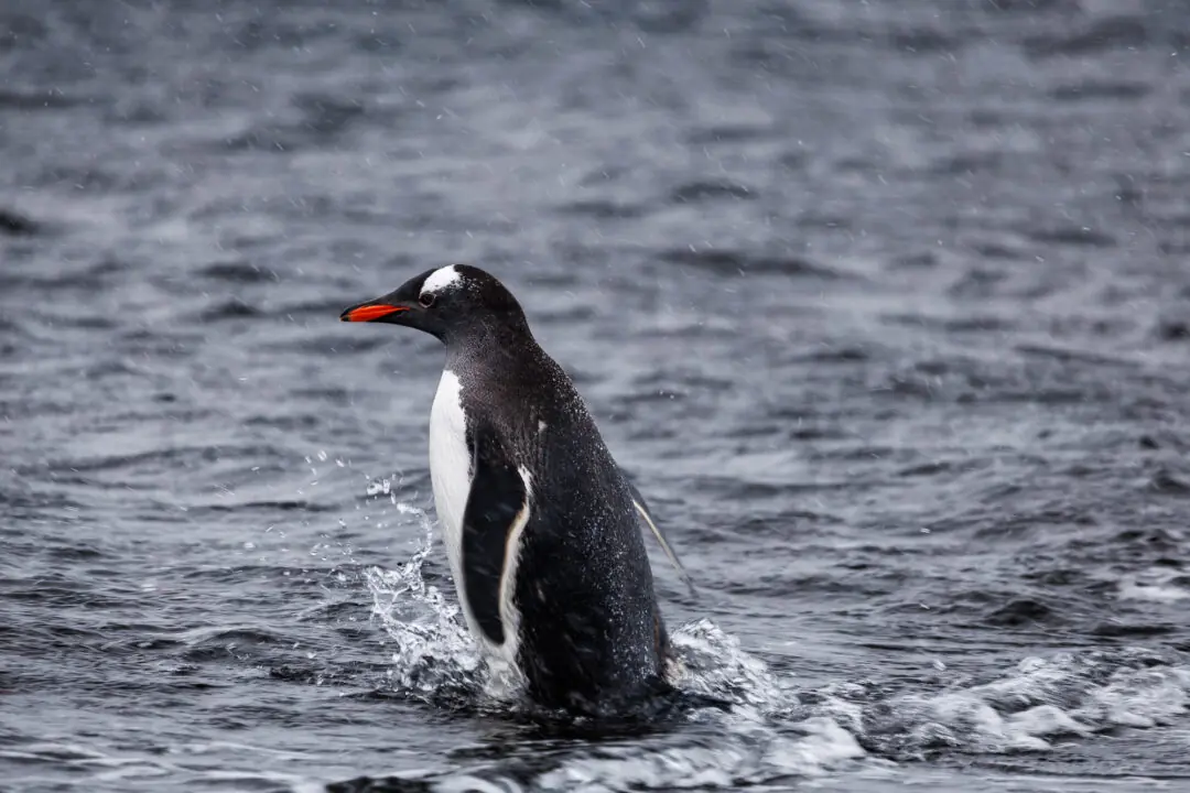 Gentoo penguin bursting out of the surf on a black-sand beach, wings flared, Antarctica